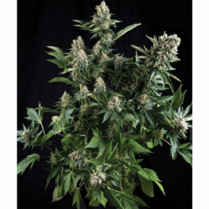 Auto White Widow