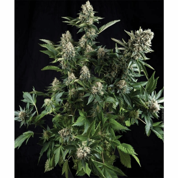 Auto White Widow