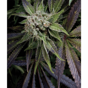 Auto Blue Pyramid