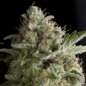 Auto Super OG Kush