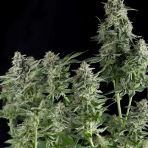 Northern Lights CBD Fem