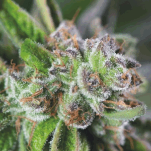 Watermelon Zkittlez