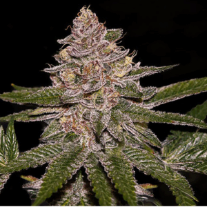 Auto Radical Juice