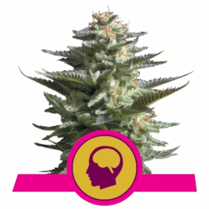 Amnesia Haze Fem
