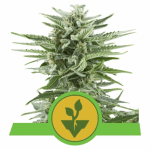 Easy Bud Auto