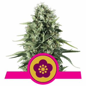 Power Flower Fem