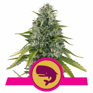 Royal Moby Fem
