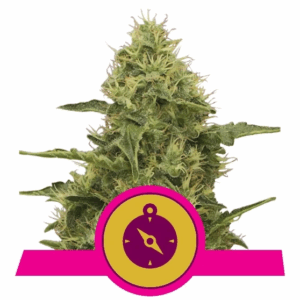 Northern Light Fem