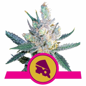 Royal Cheese Fast Version Fem
