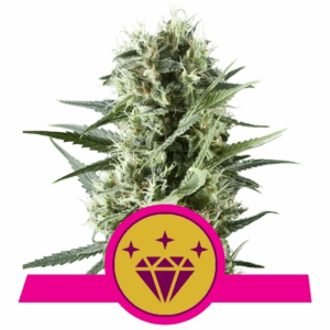 Special Kush 1 Fem