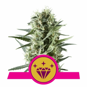 Special Queen 1 Fem