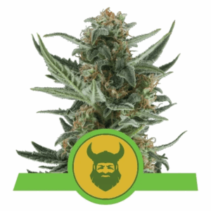 Royal Dwarf Auto