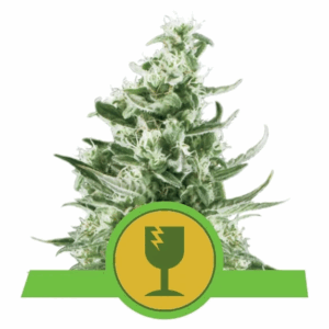 Royal Critical Auto