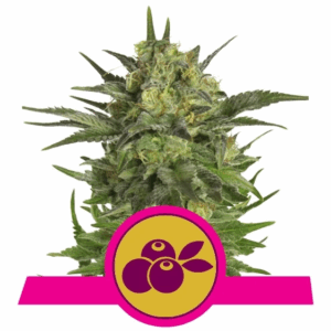 Haze Berry Fem