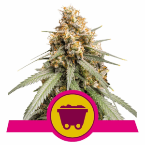 Shining Silver Haze Fem