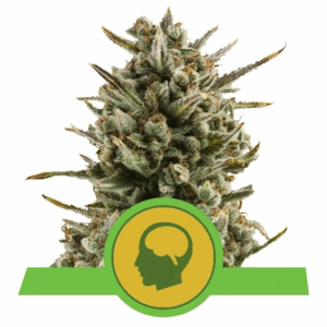 Amnesia Haze Auto