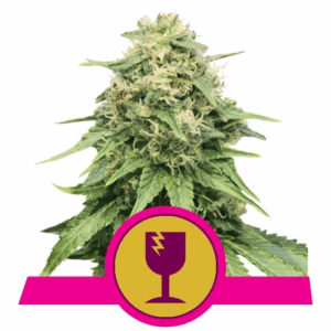 Critical Fem
