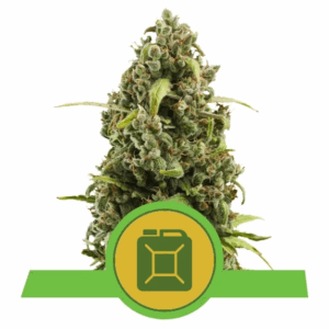Diesel Auto