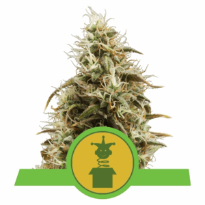 Royal Jack Auto