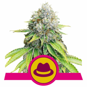 Og Kush Fem