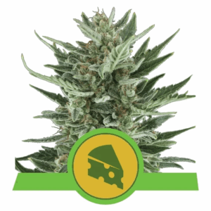 Royal Cheese Auto