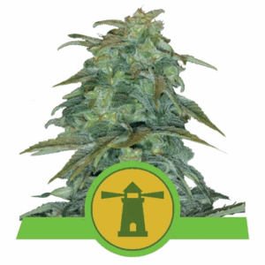 Royal Haze Auto