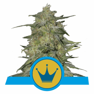 Royal Highness CBD Fem