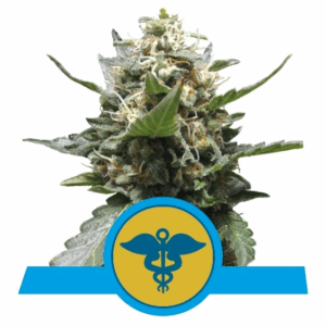 Royal Medic CBD Fem
