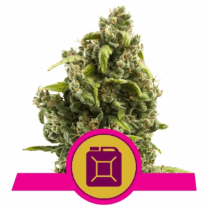 Sour Diesel Fem