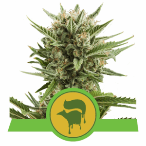 Sweet Skunk Auto