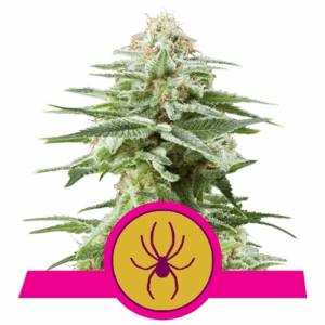 White Widow Fem
