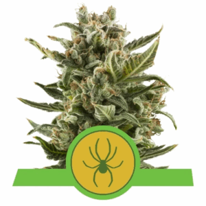 White Widow Auto