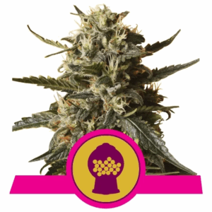Bubblegum XL Fem