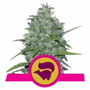 Skunk XL Fem