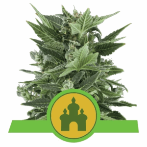 Royal Kush Auto