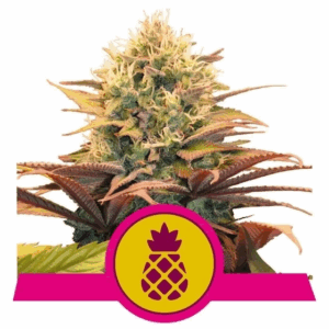 Pineapple Kush Fem