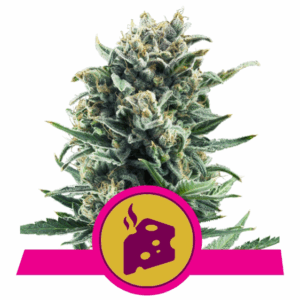 Blue Cheese Fem