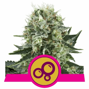 Bubble Kush Fem
