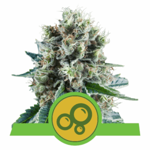 Bubble Kush Auto