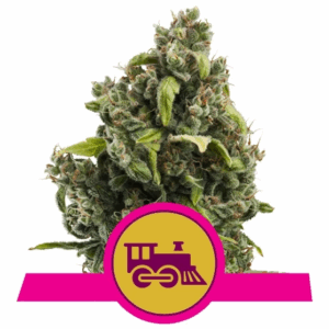 Candy Kush Express Fast Version