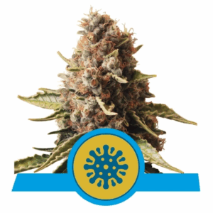 Euphoria CBD Fem
