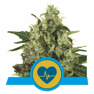 Medical Mass CBD Fem