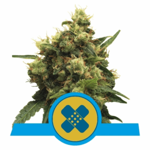 Painkiller XL CBD Fem