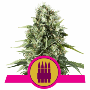 Royal AK Fem