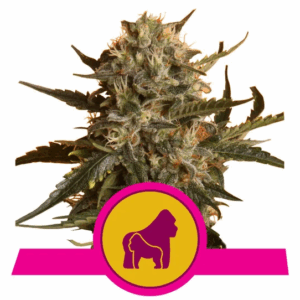Mother Gorilla Fem