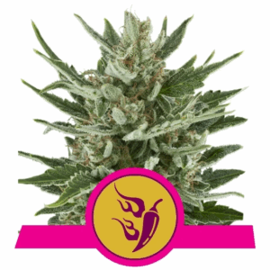 Speedy Chile Fast Version Fem