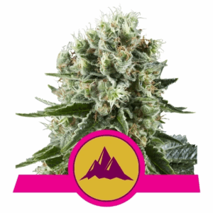 Critical Kush Fem