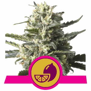 Lemon Shining Silver Haze Fem