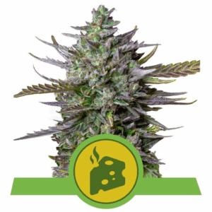 Blue Cheese Auto