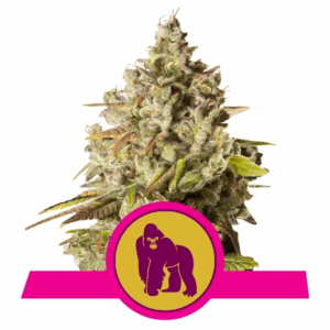 Royal Gorilla USA Premium Fem